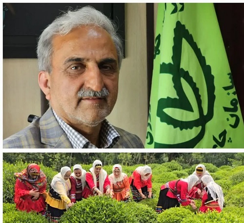 پرداخت ۸۷ درصد از مطالبات چایکاران/ بازار چای پایدار است