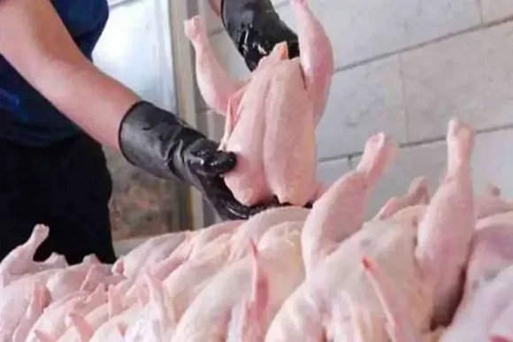 تولید مرغ اردیبهشت مطلوب است