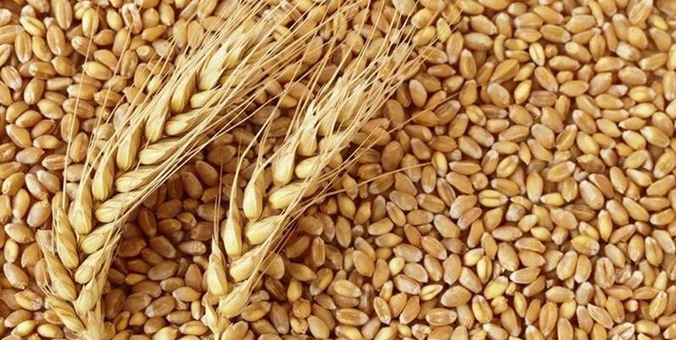  کاهش ذخایر کالاهای اساسی در جهان/ اتمام گندم در انبارهای هند