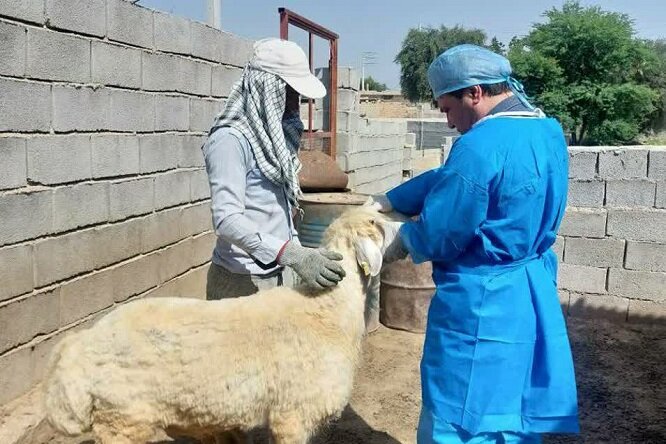 تداوم ایمن‌سازی رایگان دام‌ها در بوشهر؛ تزریق ۲۲۰ هزار واکسن