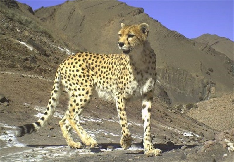 «تلما» دوباره توله‌دار شد