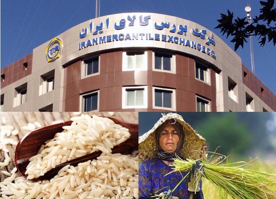  فروش بدون واسطه برنج کشاورزان در بورس کالا/ عناب و زرشک هم بورسی می‌شوند