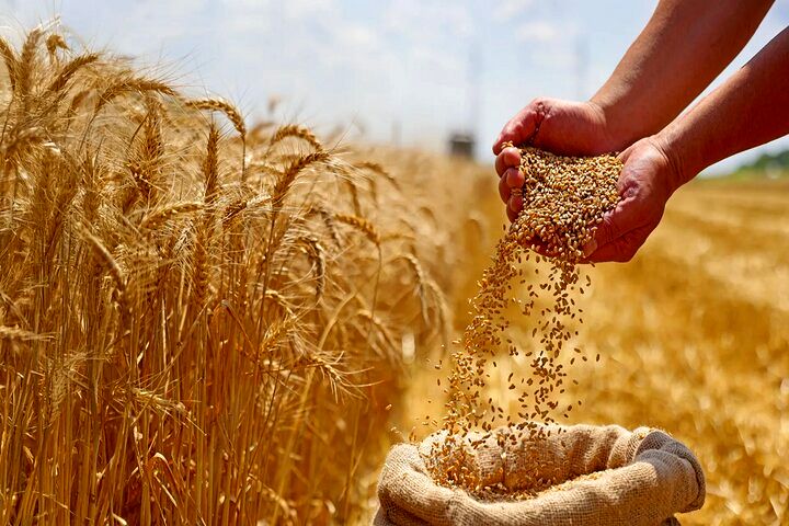 کاهش تحویل گندم به دولت با وجود افزایش تولید