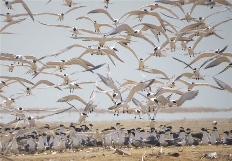 مهمانان زمستانه ایران از راه رسیدند