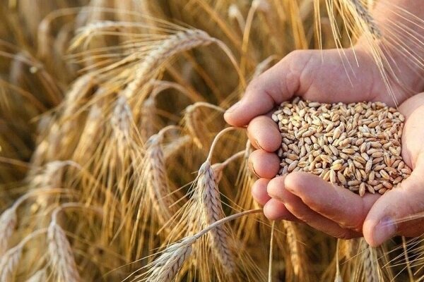 خرید تضمینی گندم از یک میلیون تن گذشت