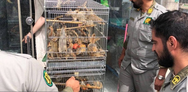 تشدید برخورد با قاچاق حیات وحش در بازار پرندگان تهران؛ ۷۳ سنجاب ضبط شد
