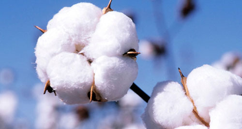 خشکسالی متهم‌ ردیف اول در کاهش کشت پنبه