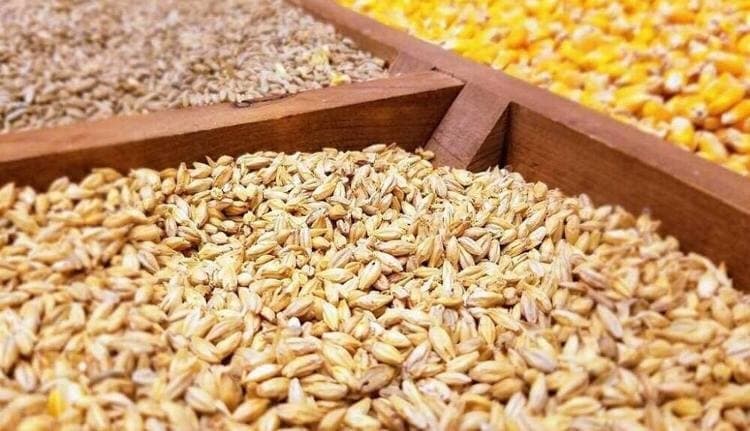 گرانی و کمبود نهاده، دامداران را مجبور به استفاده از نان خشک‌ کرد