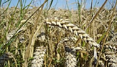 پرداخت ۱۸.۲ میلیارد تومان خسارت برای مزارع گندم اندیمشک