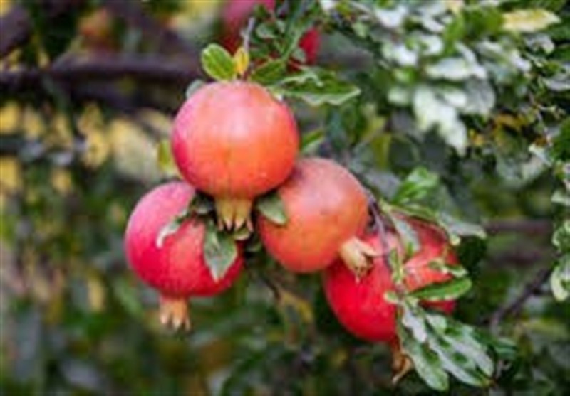 آخرین روزهای پاییزی در شمال ‌ایران با طعم انار