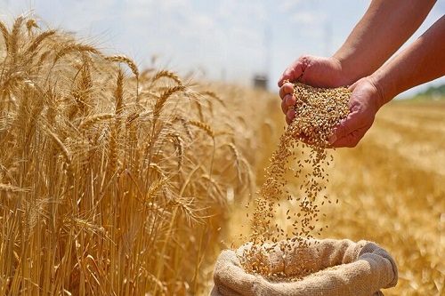 گندم صنایع آزاد شد/ ماکارونی تا پایان مهر یارانه‌ای می‌ماند
