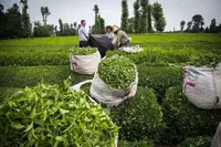 ‌خرید تضمینی ۹۱ هزار تن برگ سبز چای/ تغییر کاربری باغات، خط قرمز سازمان چای کشور
