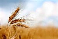 پیشنهاد گندم 52 هزار تومانی به دولت