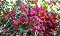  پسته‌کاران از مزایای بورس کالا بهره‌مند شوند