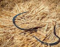 سازوکارهای بورس کالا برای شفافیت در بازار گندم