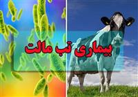  ابتلای ۱۸۰۰۰ نفر به تب مالت/بیماری افزایش چشمگیری نداشته است 