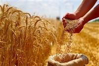 کاهش تحویل گندم به دولت با وجود افزایش تولید