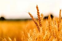 قیمت تمام شده هرکیلو گندم برای کشاورز ۴۰ هزارتومان