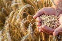 خرید تضمینی گندم از یک میلیون تن گذشت