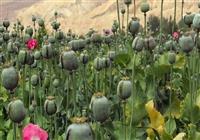 کشت مخدر داخل کشور؛ مسئولان درگیر بررسی، سودجویان مشغول برداشت! 