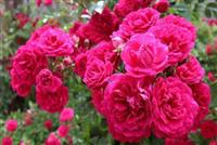 گل محمدی؛ طلای معطر ایران در دام خام‌فروشی