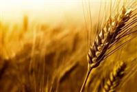 اصلاح قیمت گندم به کجا رسید؟