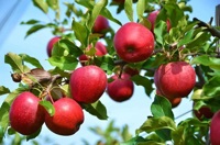 صادرات سیب ایران به ترکیه ۶۵ برابر شد/ هدف‌گذاری برای توسعه مسیرهای جایگزین صادراتی